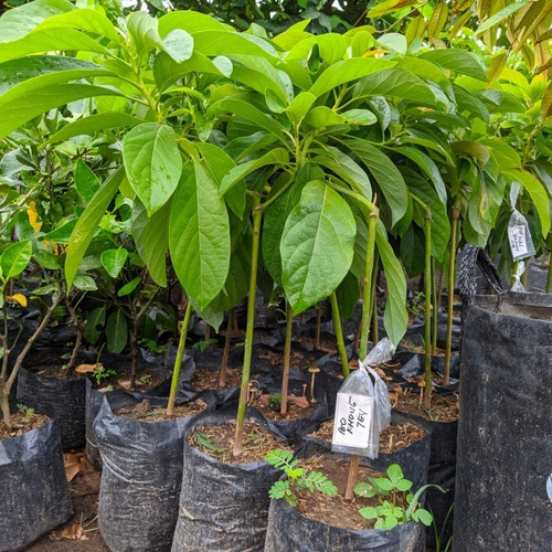 bibit pohon alpukat bo khong ten bisa ditanam dalampot terlaris Sumatra Barat