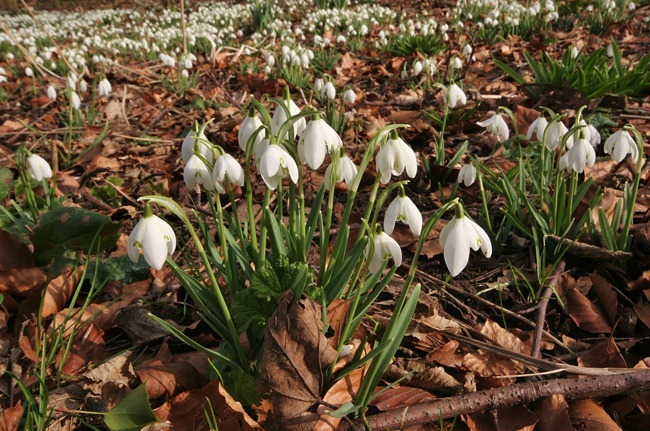 Snowdrops Little Normanby 23.02.13