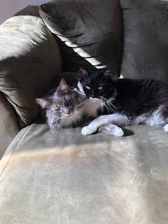 Photo of two cats, Nathan and Melvin