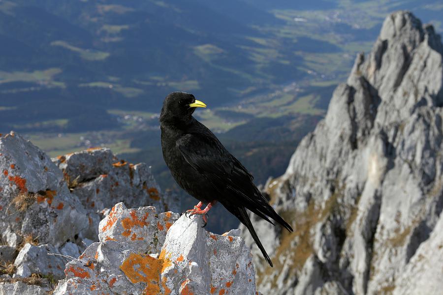 Alpine Chough (Pyrrhocorax graculus)