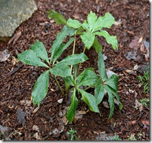 November2_Hellebore