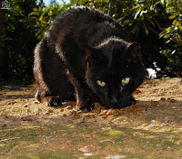 Gato (Felis catus)