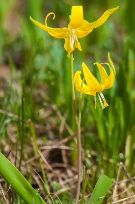 Glacier Lily