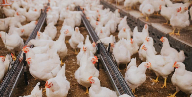 Automation and Technology Advances in Poultry Farming