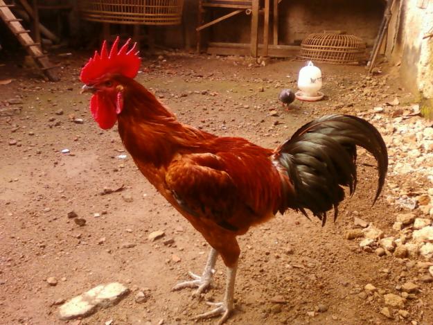 Jual Ayam  Pelung Bandung