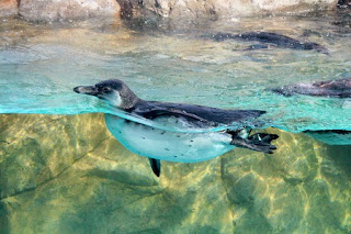 baby humboldt penguin