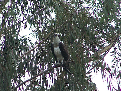 Immature Osprey