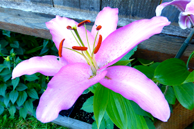Oriental Summer Wine Lily, lily, pink lily, Pink Oriental Summer Wine Lily, Summer Wine, 