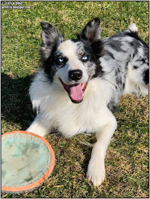 border collie