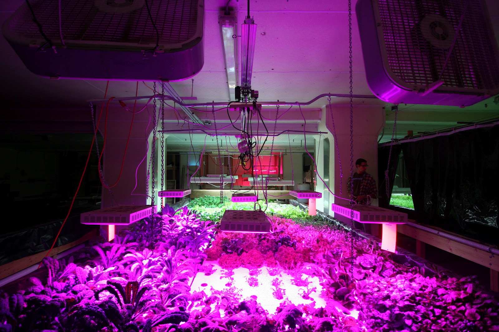 This is their LED grow bed. They are growing Curly Kale.