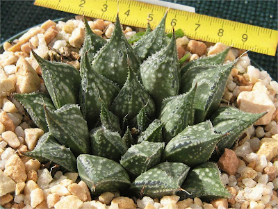 Haworthia Black Knight