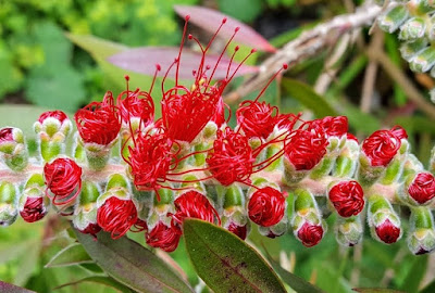 Bottlebrush flower stem coming into bloom