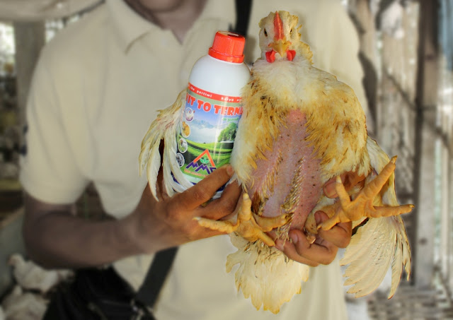 Vitto Terna Untuk Ternak Ayam Broiler