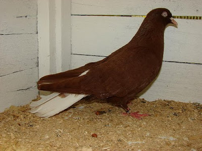 Donek Turkish Tumbler Pigeon