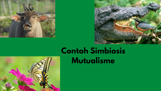 Contoh-contoh Simbiosis Mutualisme