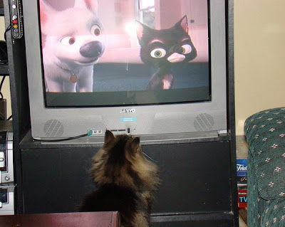 Cat Watching Cat On TV Seen On www.coolpicturegallery.us