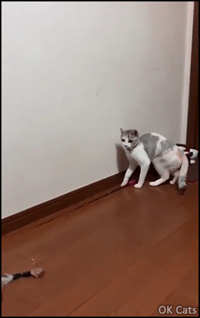 Amazing Cat GIF • Clever cat playing with its cat toy by himself. In the near future, cats won't need us anymore! [ok-cats.com]