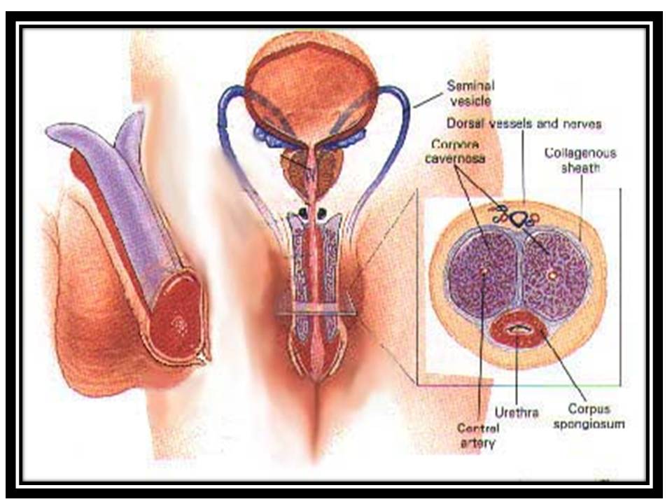 Male Enhancement News Reports : Types Of Penis Enlargement Methods