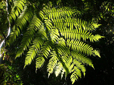 Cooper's Tree Fern (Cyathea cooperi)