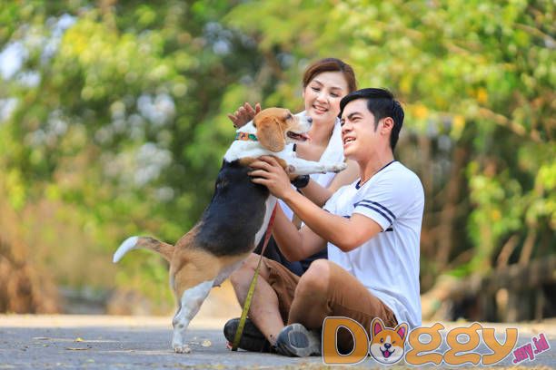 Cara Lain Untuk Menghargai Dan Membuat Anjing Anda Termotivasi Selain Makanan Dan Cara 