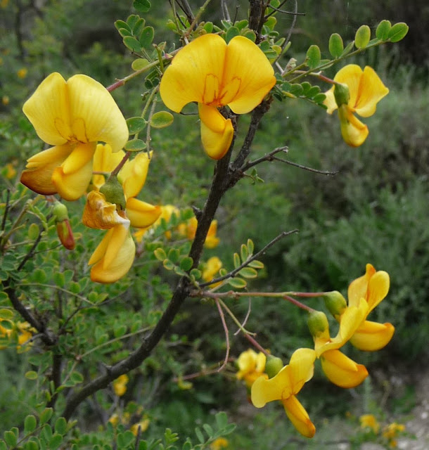 bladder senna flower