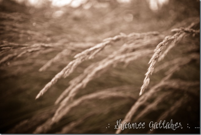 After the Rain 1