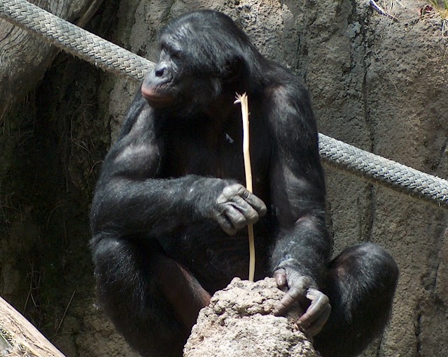 Bonobo ( Pan paniscus)
