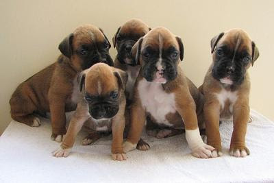 boxer puppy