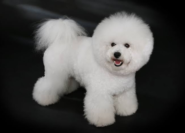 Bichon Frisé is among the smallest dogs breeds in the world.
