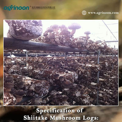 Oyster mushroom Log for sale