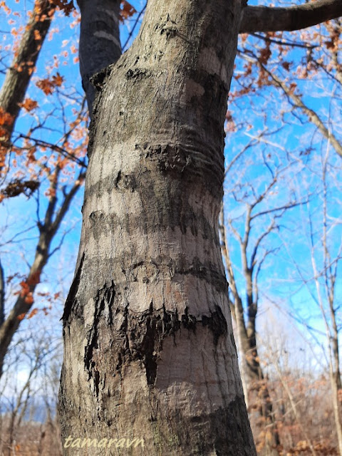 Клён ложнозибольдов (Acer pseudosieboldianum)