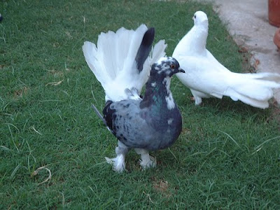 white pigeons doves