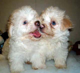 Havanese Puppies 4 Sale