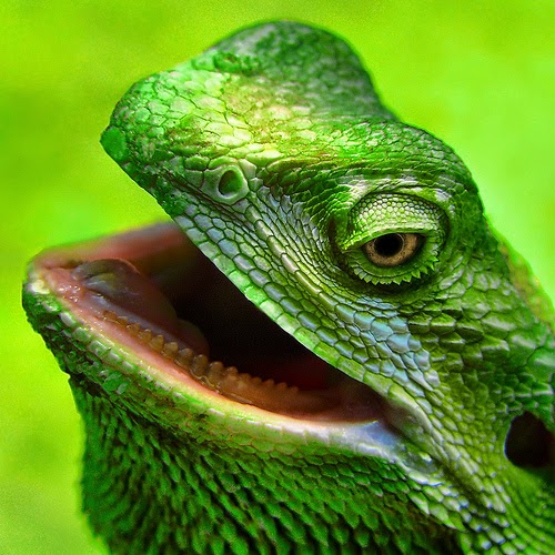 25 Gambar luar biasa Hewan  Reptil  Kadal Ular Buaya 