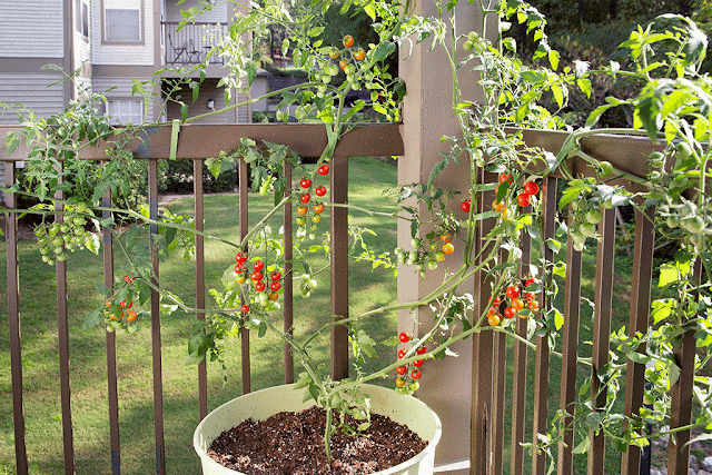 Hướng dẫn cách trồng cà chua sai trĩu quả tại nhà