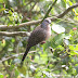 மணிப்புறா [Spotted Dove]