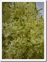 WP_000702 WP_000702