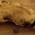 CAUGHT ON CAM: Spider bursting out of a banana!