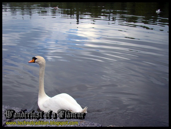 I still have the feather of one of those Finnish swans 