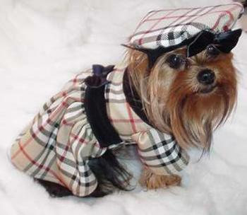 Burberry Dog