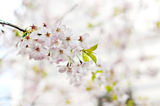 Une branche fleurie