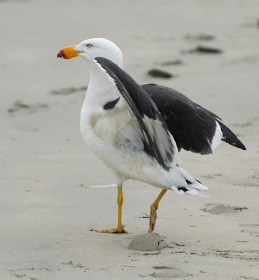 Pacific Gull (Larus pacificus)