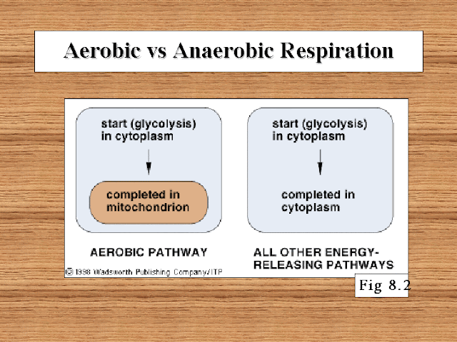 Differentiation between Anaerobic Respiration and Aerobic Respiration