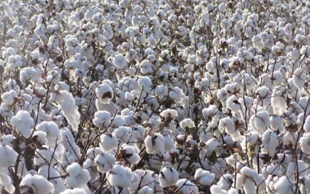 Cotton Farming/Processing Business Plan and Feasibility Study