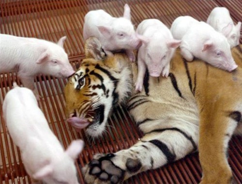 Tiger and pig image