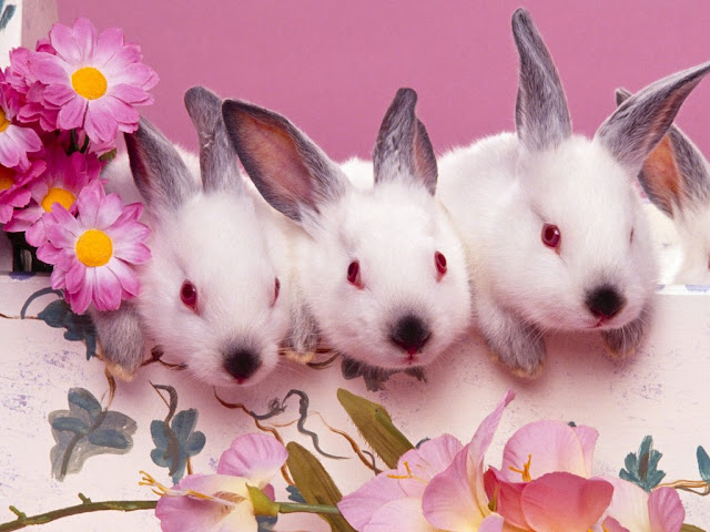 Cute Rabbits HD Wallpaper Free Download