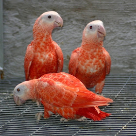 8 oddly colored creatures, amazing creatures, Pink African Grey Parrots