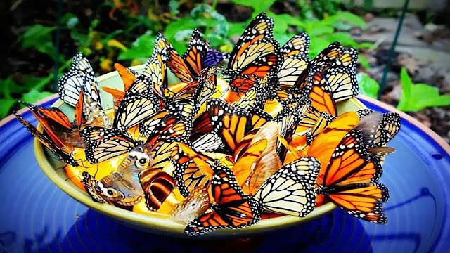 Butterflies