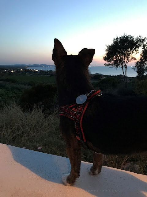 Serata in vigna. Gustare il tramonto non solo con gli occhi, foto di Orata Spnsierata