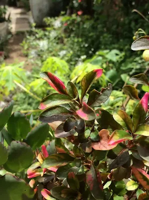 Coqueta - Alternanthera ficoidea